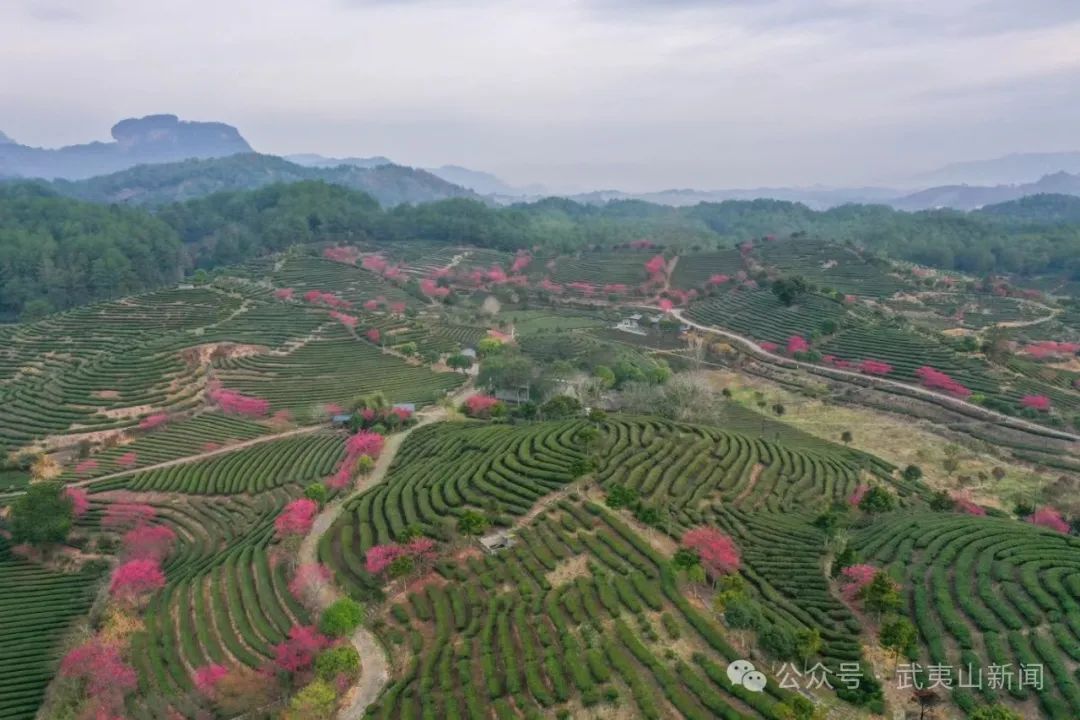  武夷山生态茶园 樱花盛开迎客来