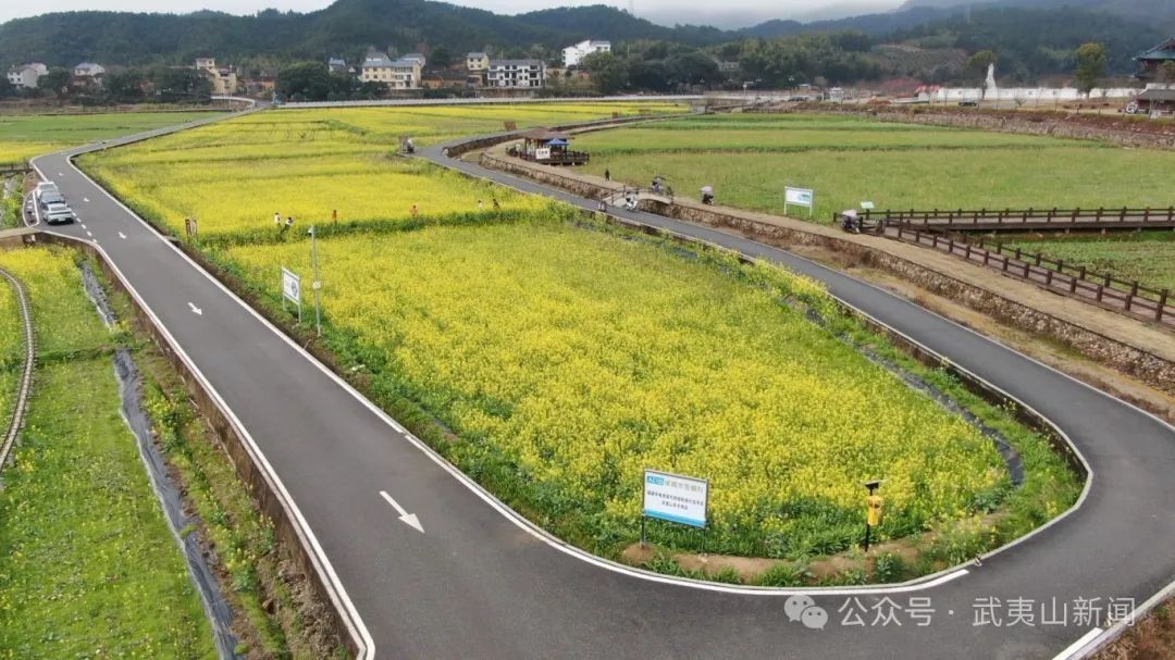  五夫：油菜花海醉游人