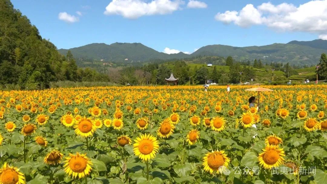  盛夏打卡！三十亩向日葵怒放 武夷黄柏村现 “金色海洋”
