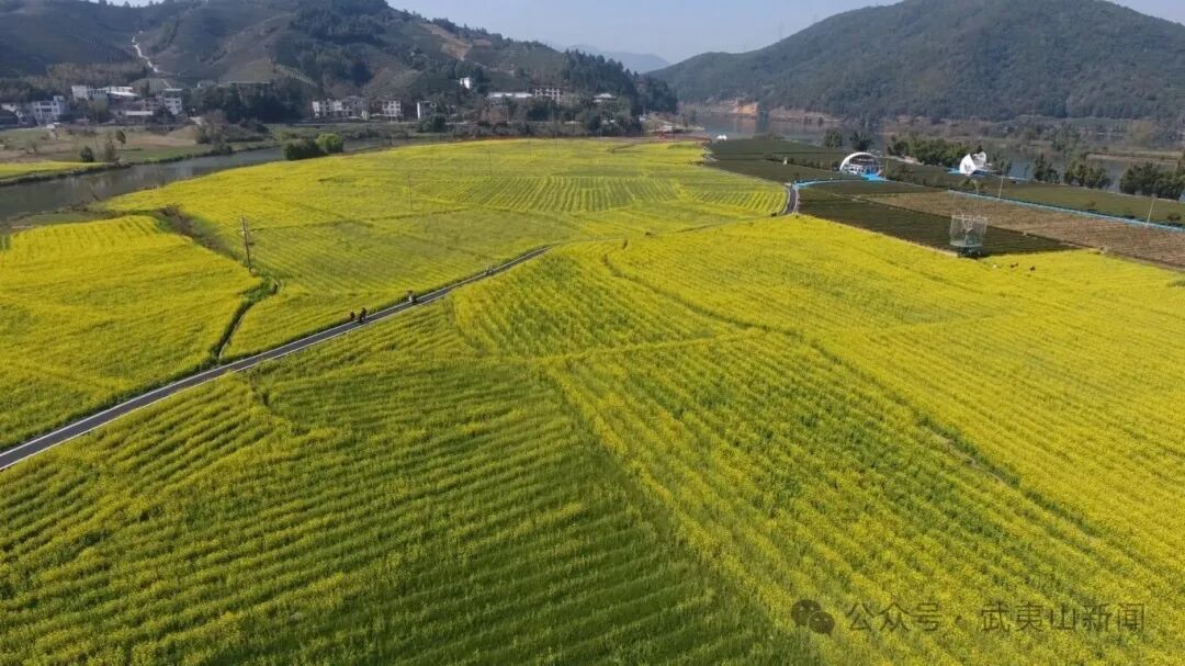  兴田镇南岸村：油菜花开满目金 田园文旅焕新颜